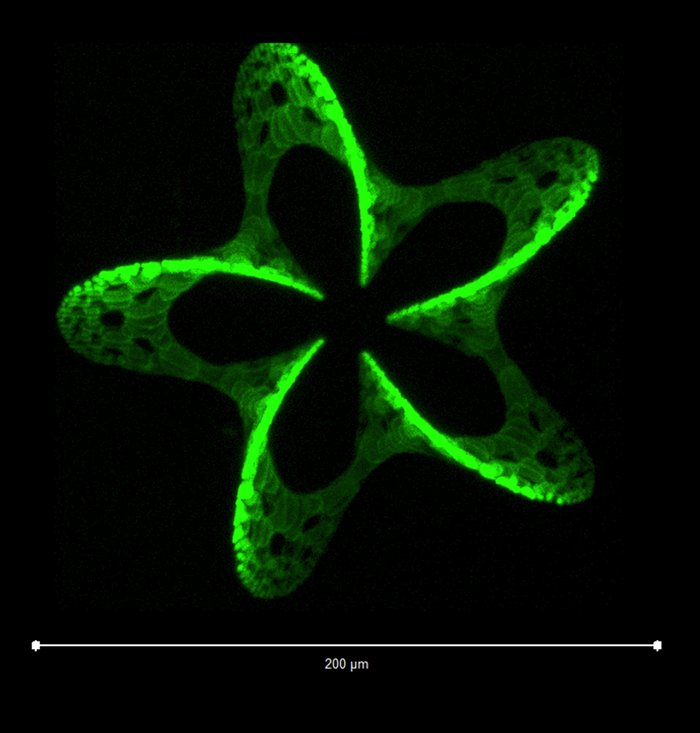 Sternförmiges Muster aus fünf Schlaufen, die grün vor einem schwarzen Hintergründ fluoreszieren.