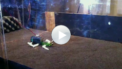 Prototyp des Roboters im Versuch Kleiner Roboter in einem Glasbehälter mit Mohnsamen.