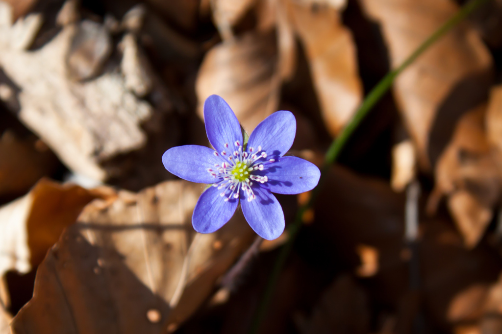 Selbstorganisation und Strukturbildung Blume (flickr, Gerwin Sturm, CC-by-sa)