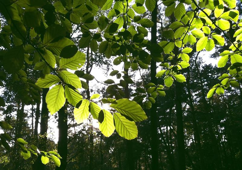 Photosynthese als Energiequelle von Pflanzen, Bildquelle: DESY; Lizenz: gemäß den Bedingungen der Quelle Blick von unten nach oben durch das grüne Blätterdachdach einer Buche. Von Oben fällt Licht auf die Blätter.